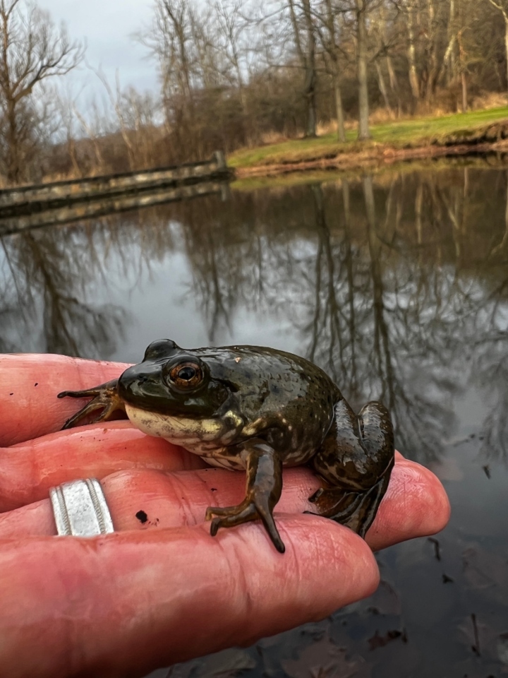 American Bullfrog